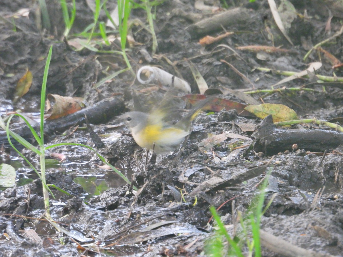 American Redstart - ML643911158