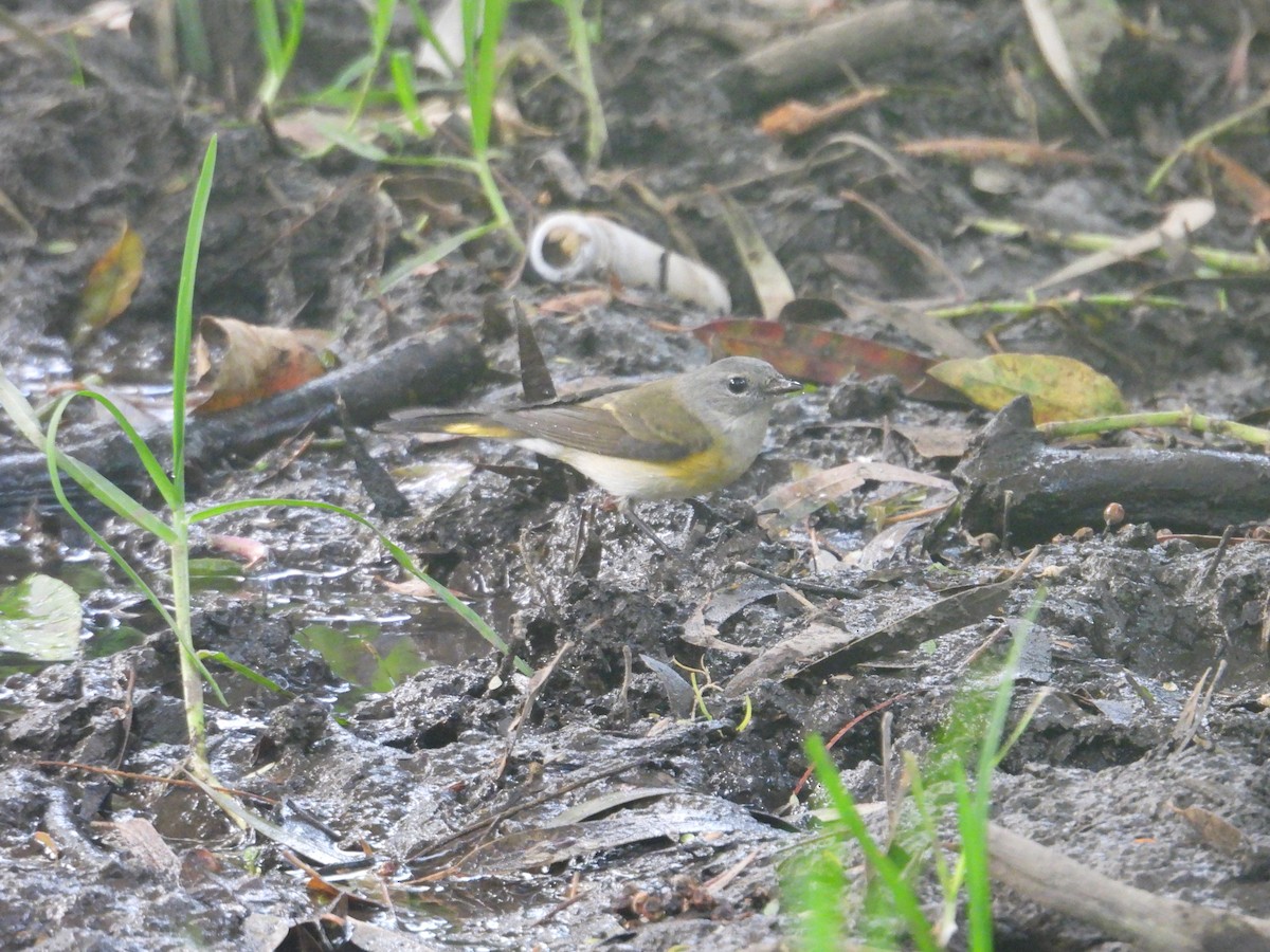 American Redstart - ML643911159