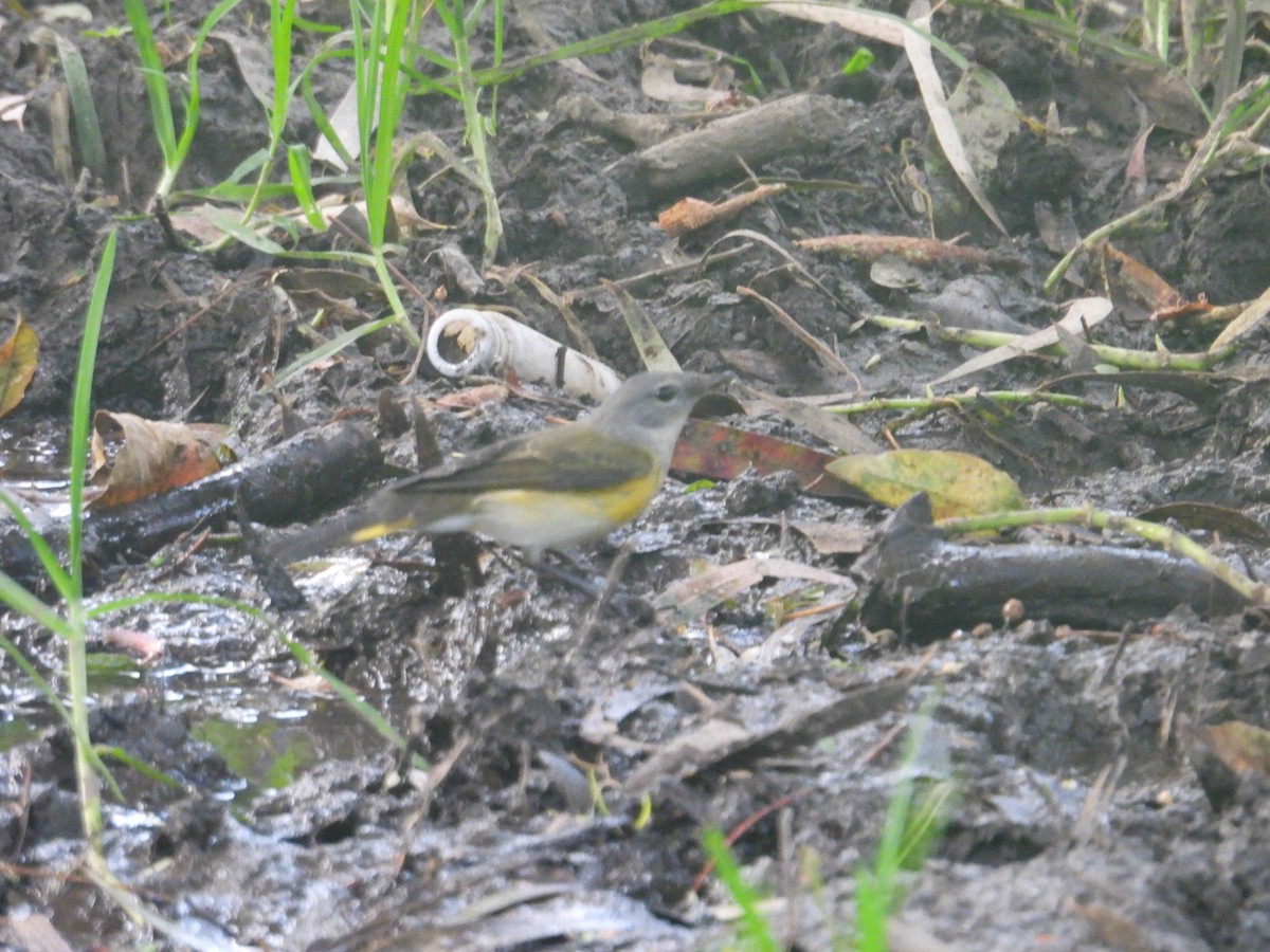 American Redstart - ML643911160