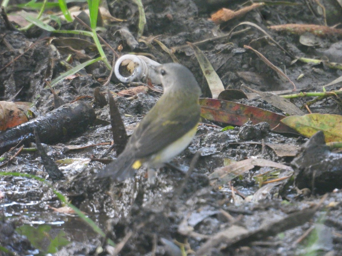 American Redstart - ML643911161