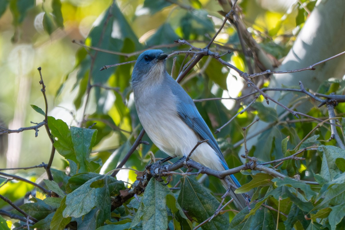 Mexican Jay - ML643911163