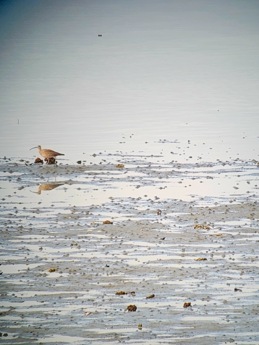 Hudsonian Whimbrel - ML643911169