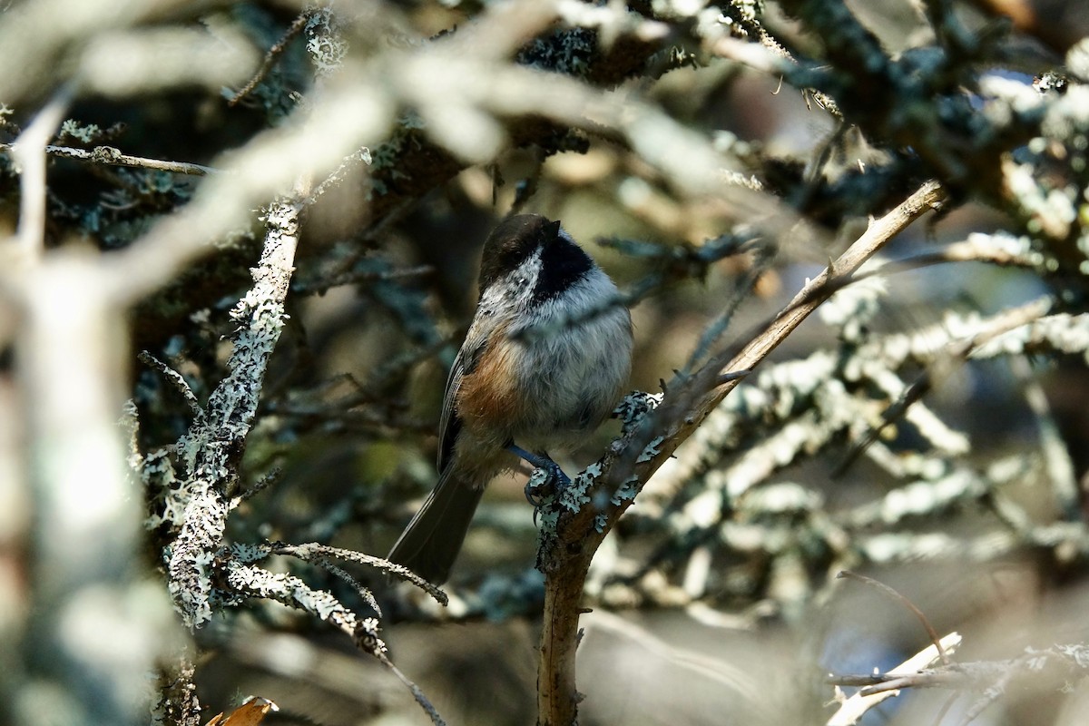 Boreal Chickadee - ML643911176