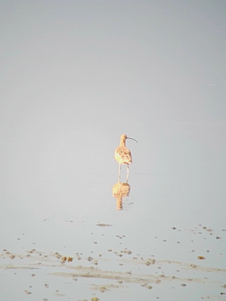 Long-billed Curlew - ML643911186