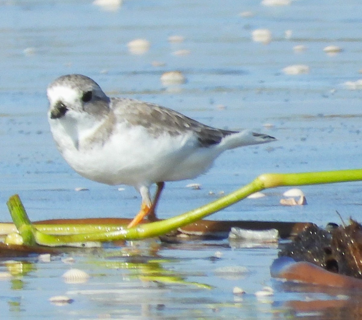 Piping Plover - ML643911188
