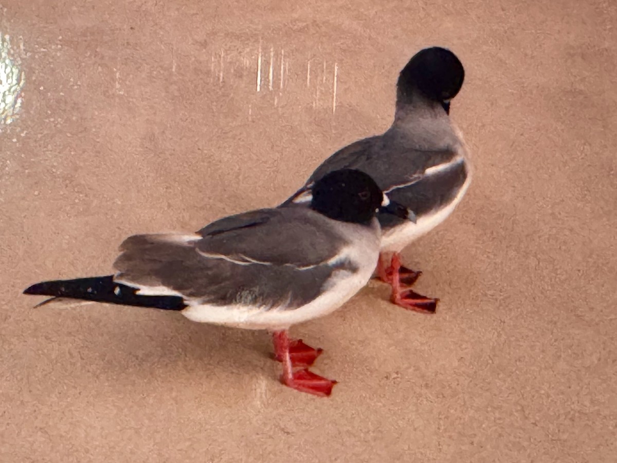 Gaviota Tijereta - ML643911194