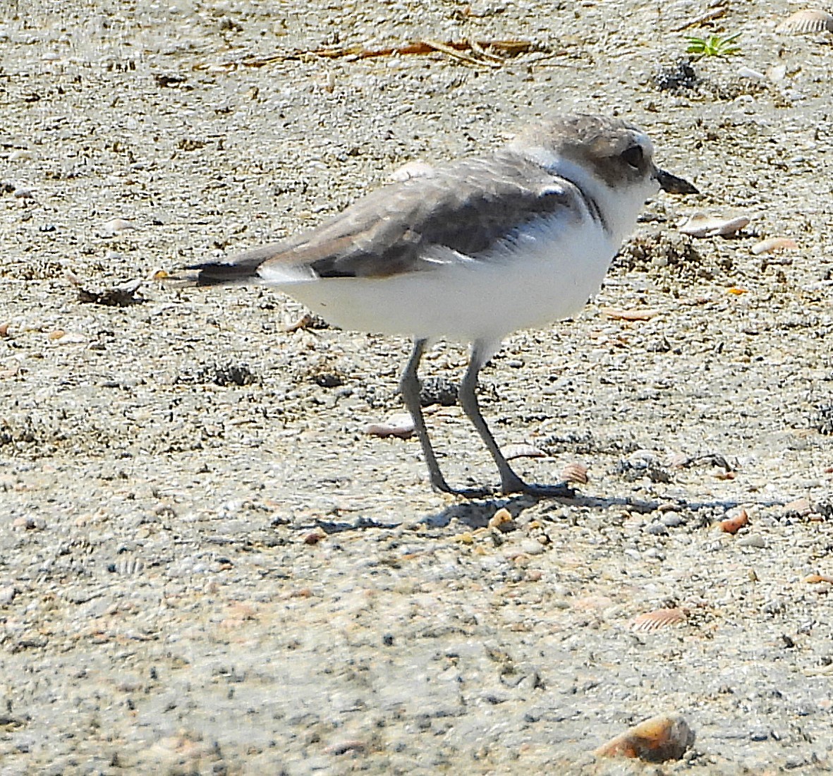 Snowy Plover - ML643911195