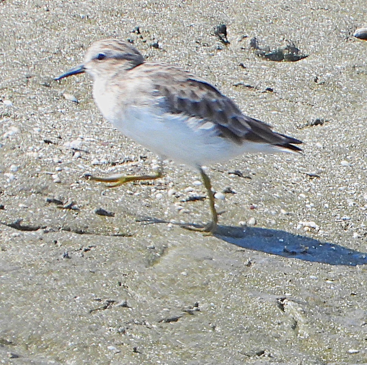 Least Sandpiper - ML643911203