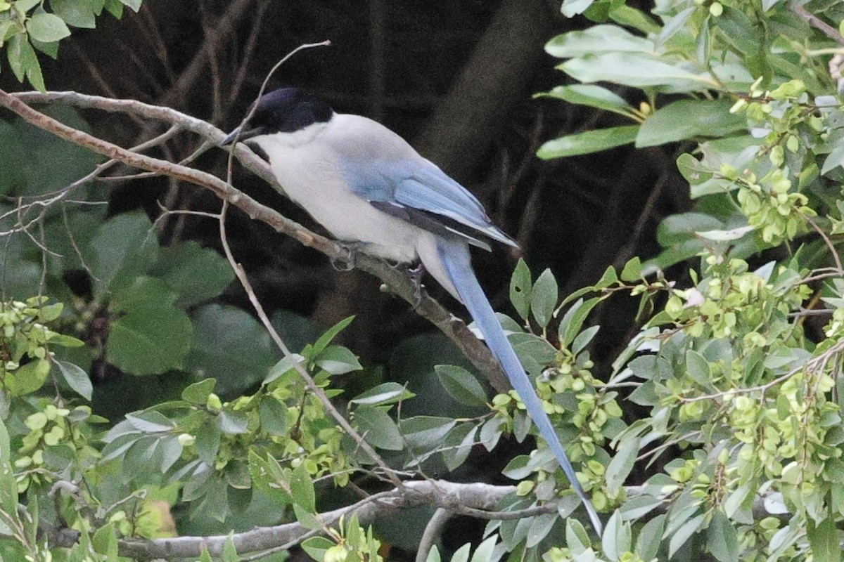 Mavi Saksağan (japonica) - ML643911207