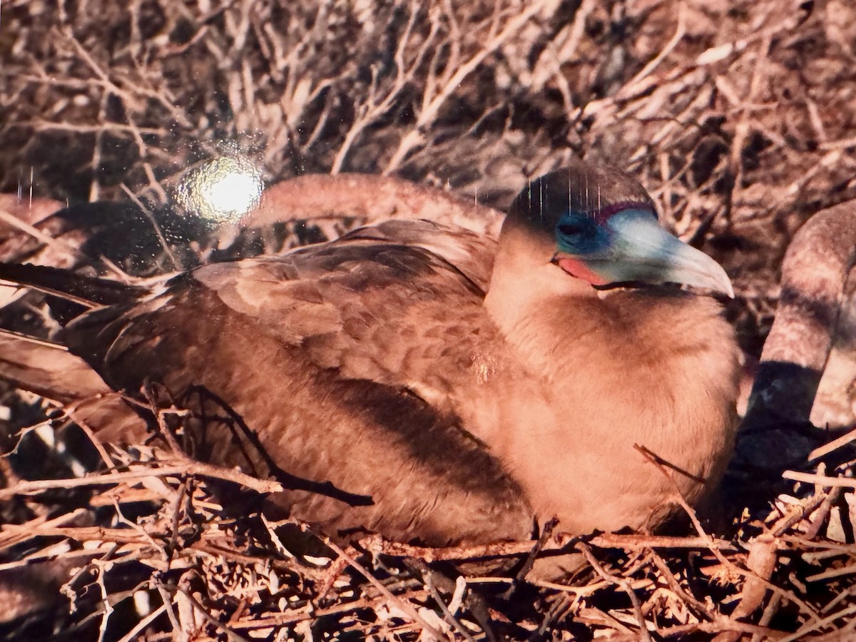 Red-footed Booby - ML643911219