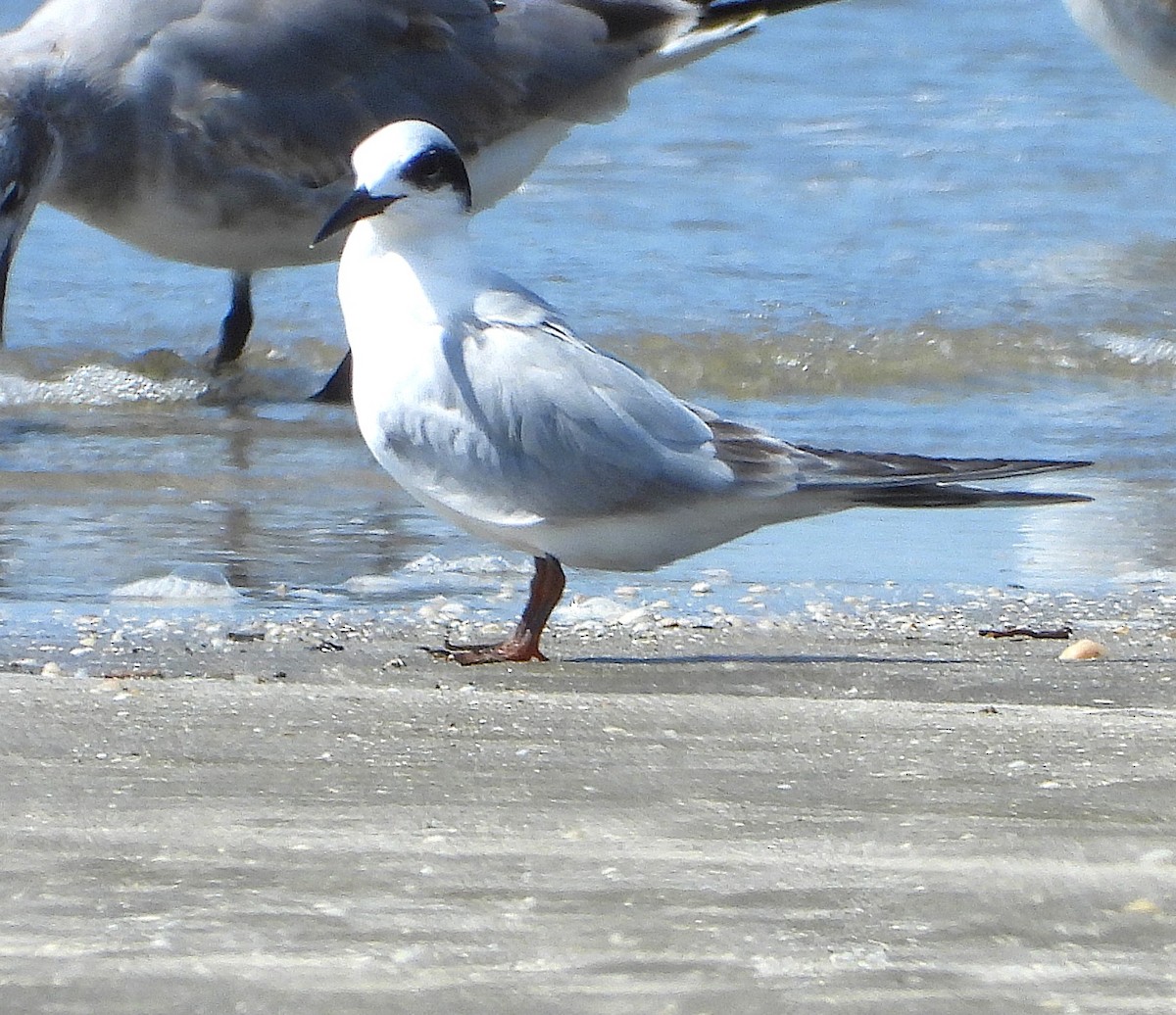 Forster's Tern - ML643911227