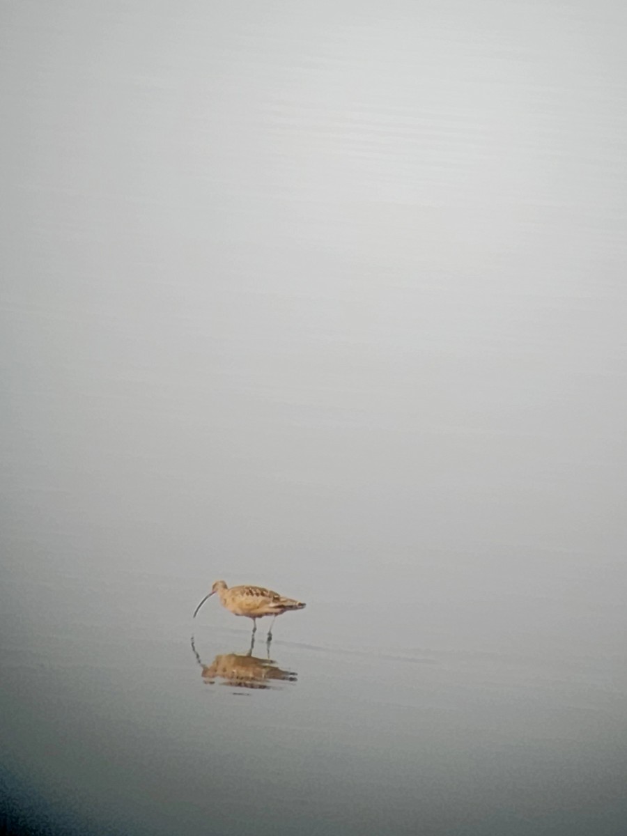 Long-billed Curlew - ML643911253