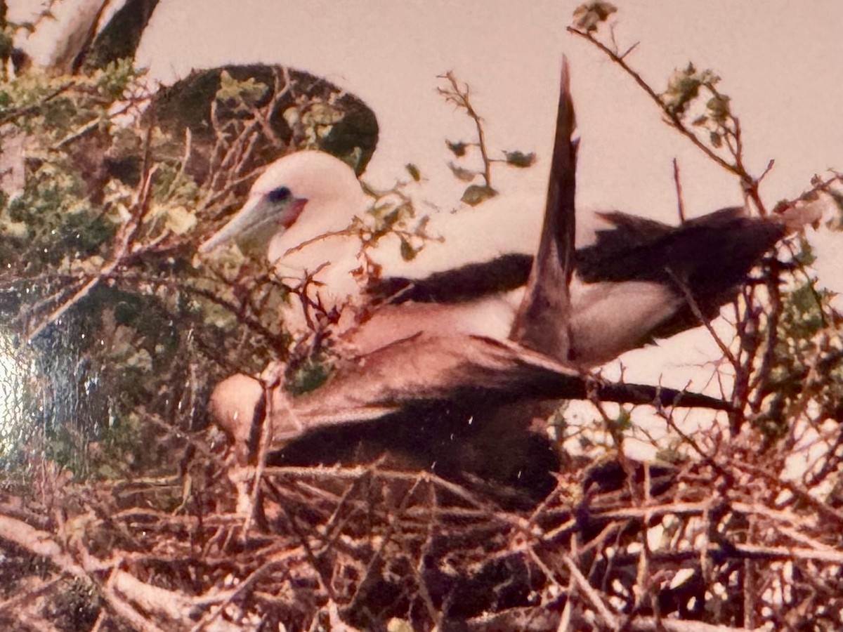 Red-footed Booby - ML643911254