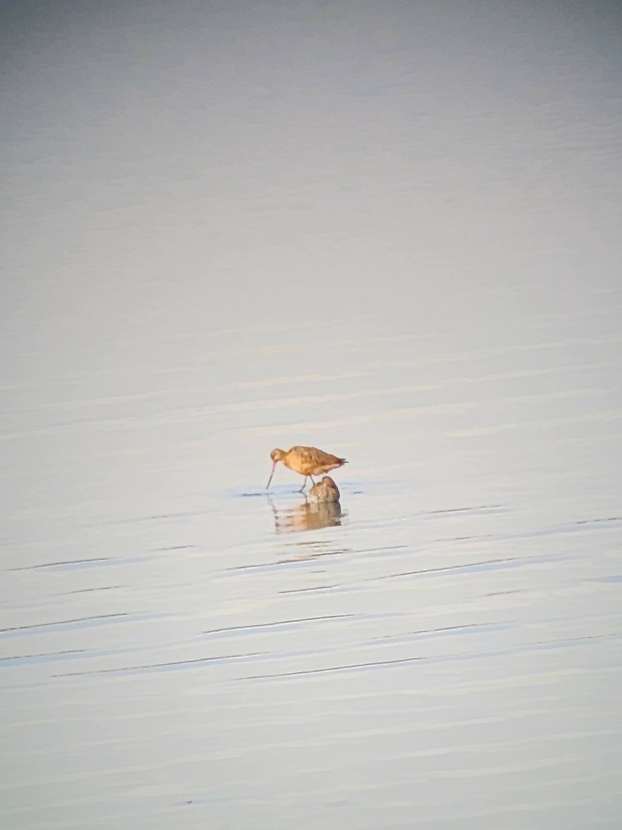 Marbled Godwit - ML643911266