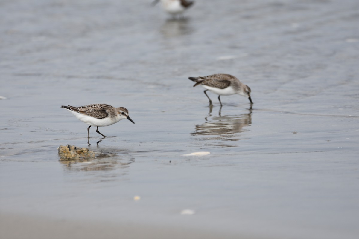Semipalmated Sandpiper - ML643911269