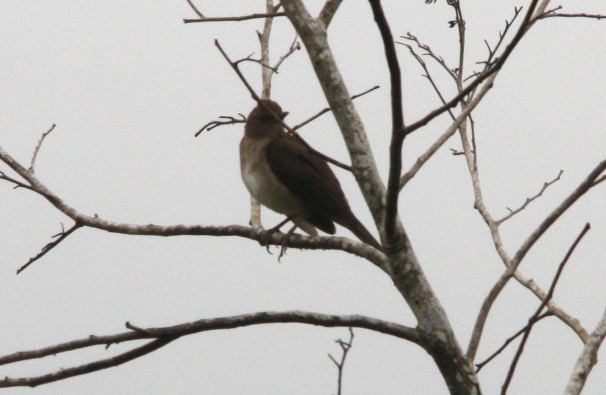 Black-billed Thrush - ML643911274
