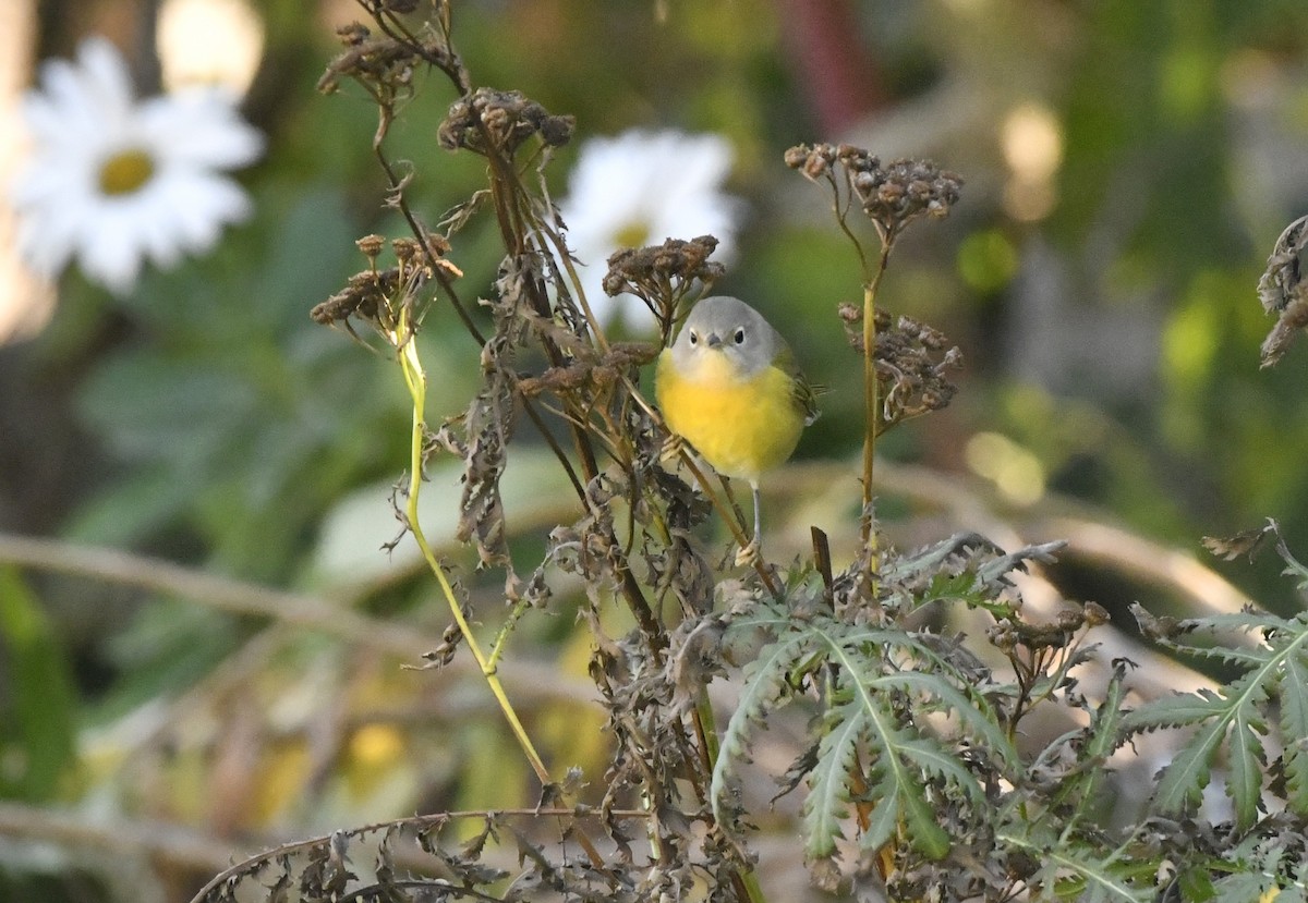 Paruline à joues grises - ML643911281