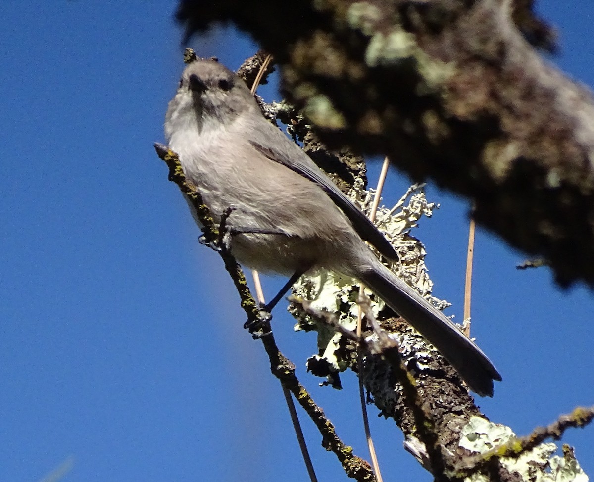 Bushtit - ML643911302