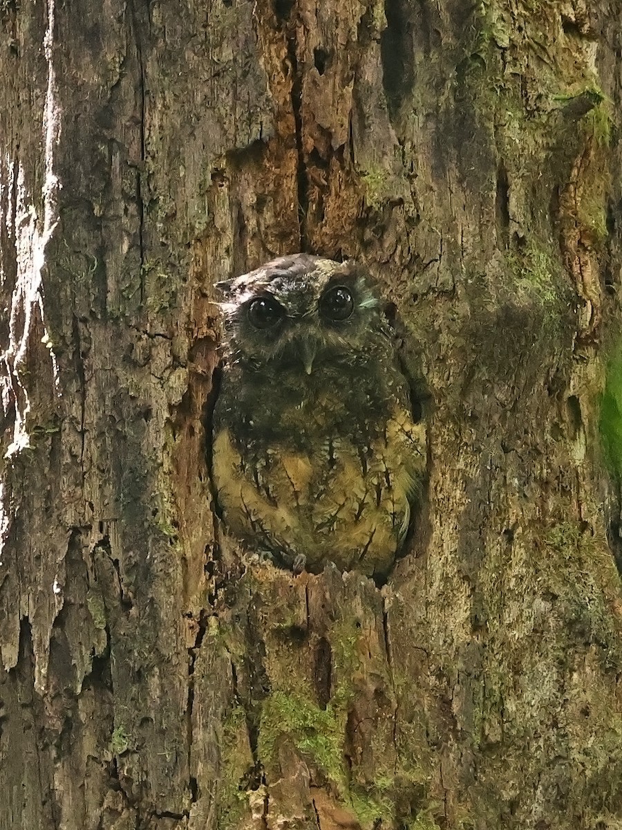 Tawny-bellied Screech-Owl (Northern) - ML643911315