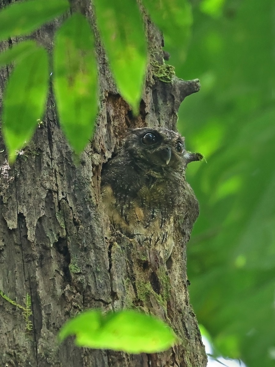 Tawny-bellied Screech-Owl (Northern) - ML643911316