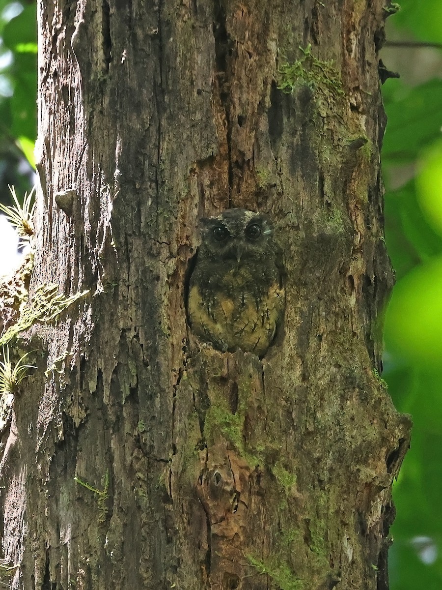 Tawny-bellied Screech-Owl (Northern) - ML643911317