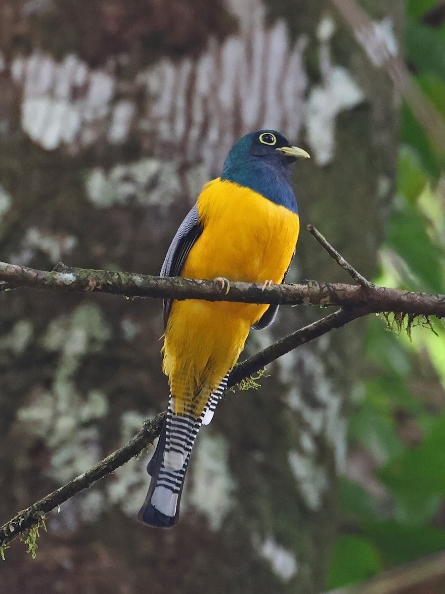 Amazonian Black-throated Trogon - ML643911323
