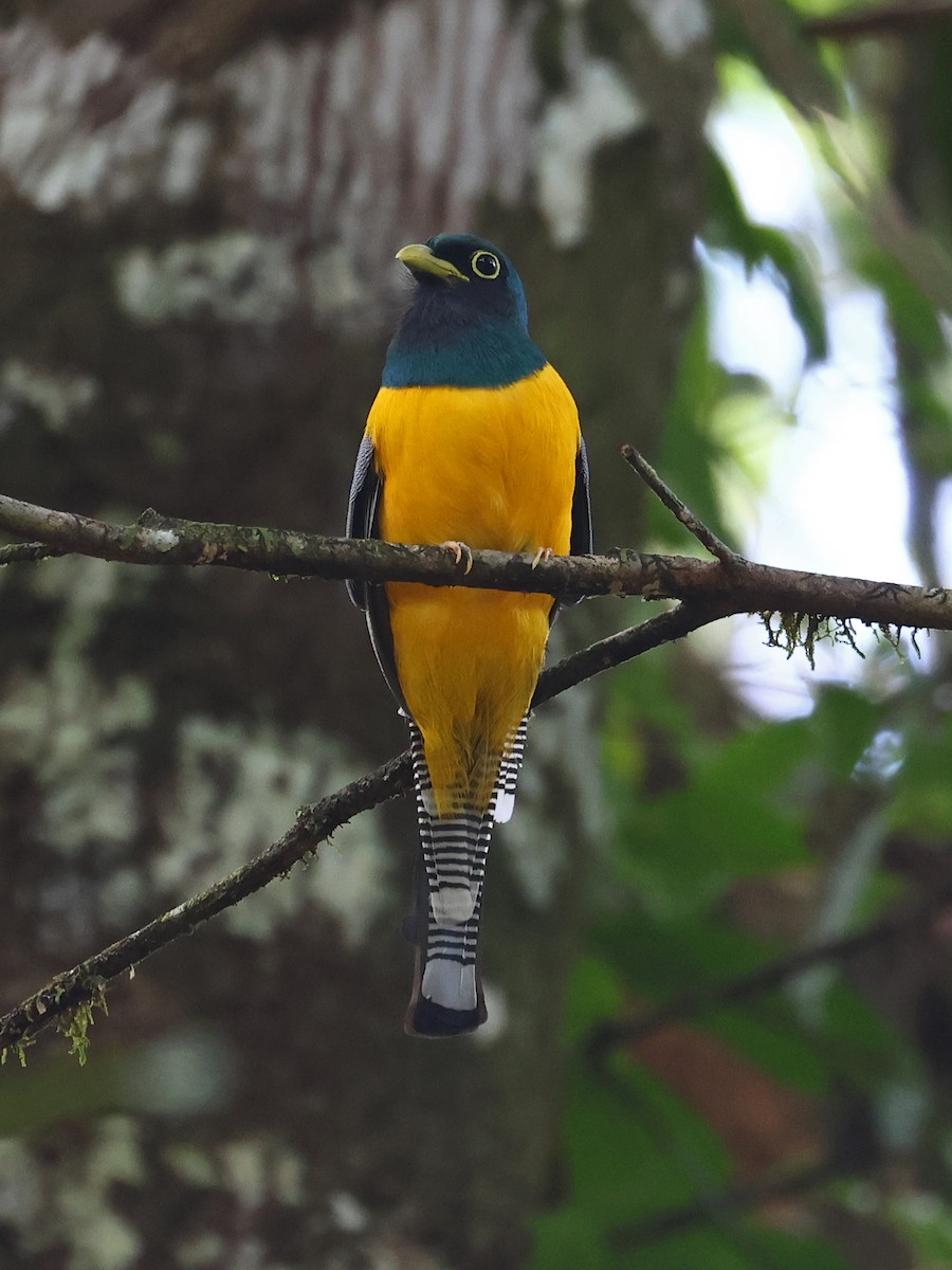 Amazonian Black-throated Trogon - ML643911324