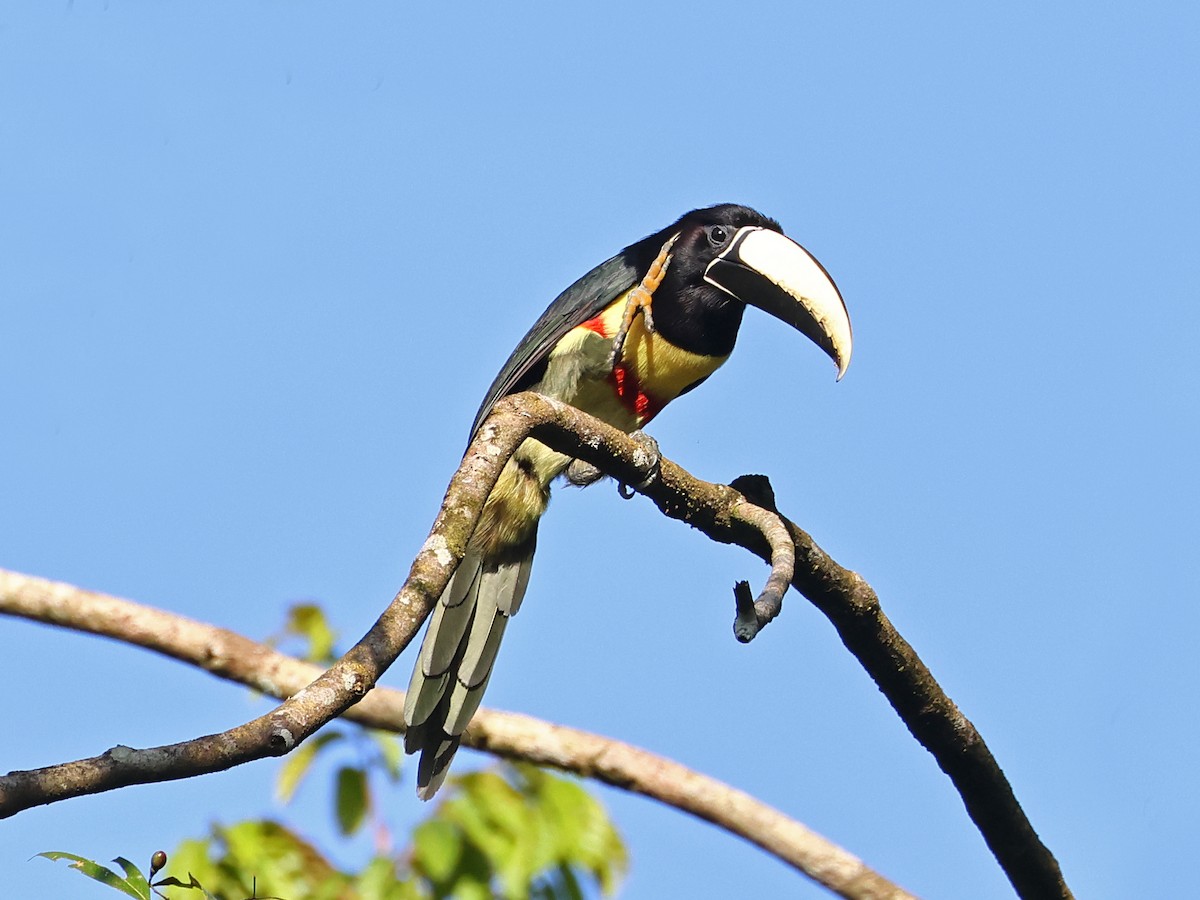 arassari černokrký - ML643911331