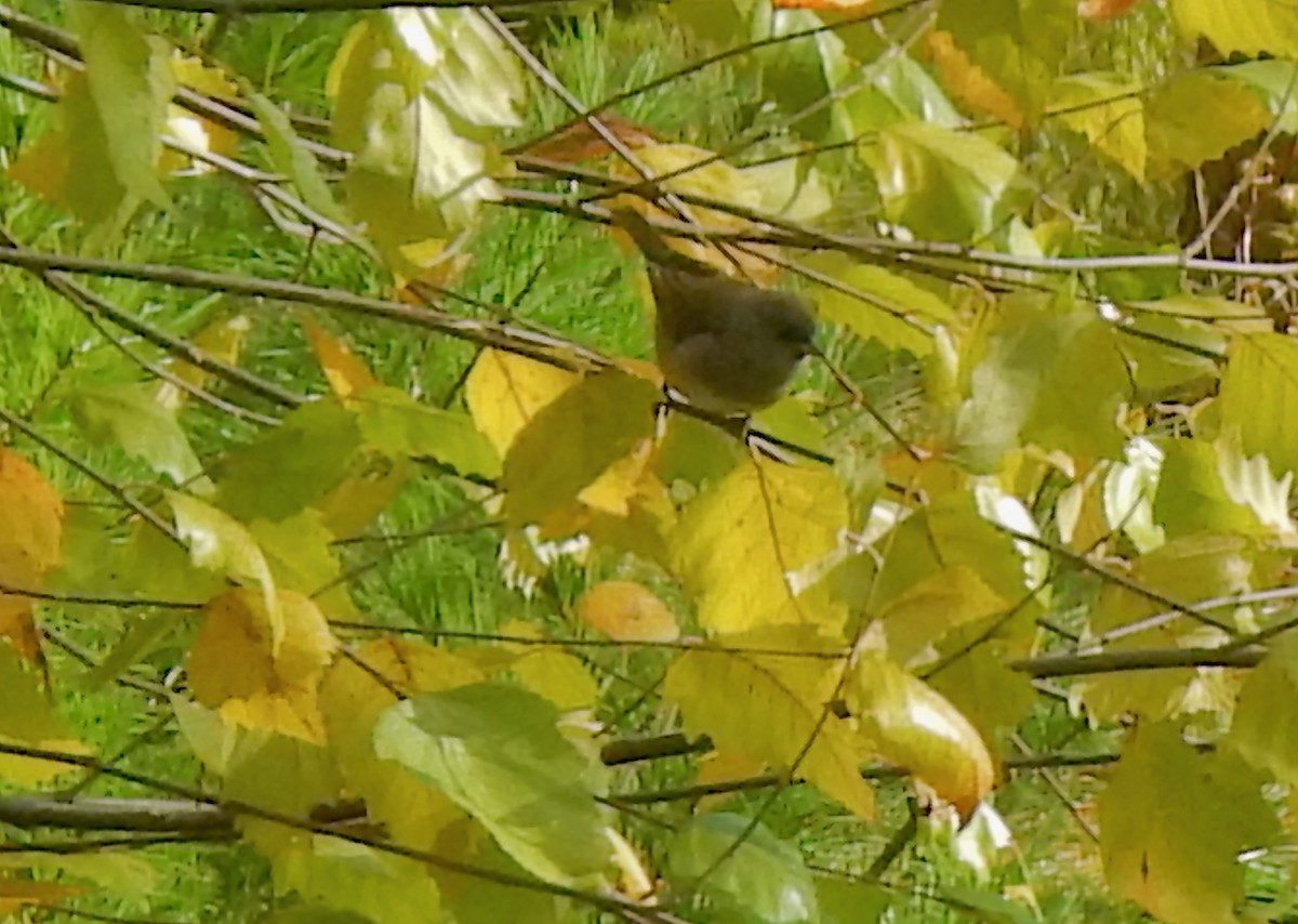 ユキヒメドリ（hyemalis／carolinensis） - ML643911335