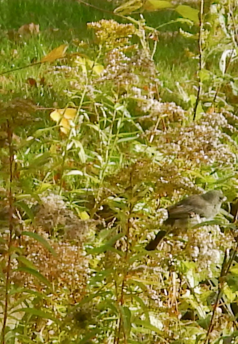 ユキヒメドリ（hyemalis／carolinensis） - ML643911336