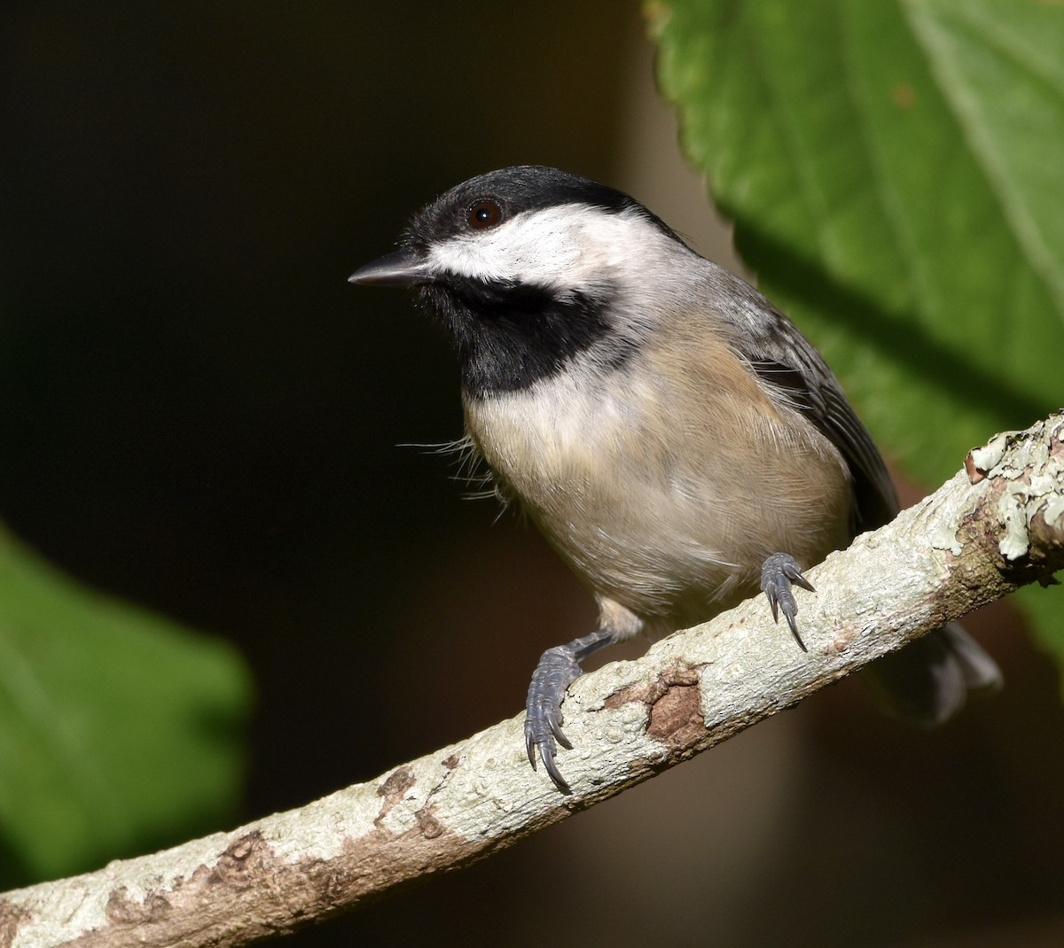 Carolina Chickadee - ML643911340