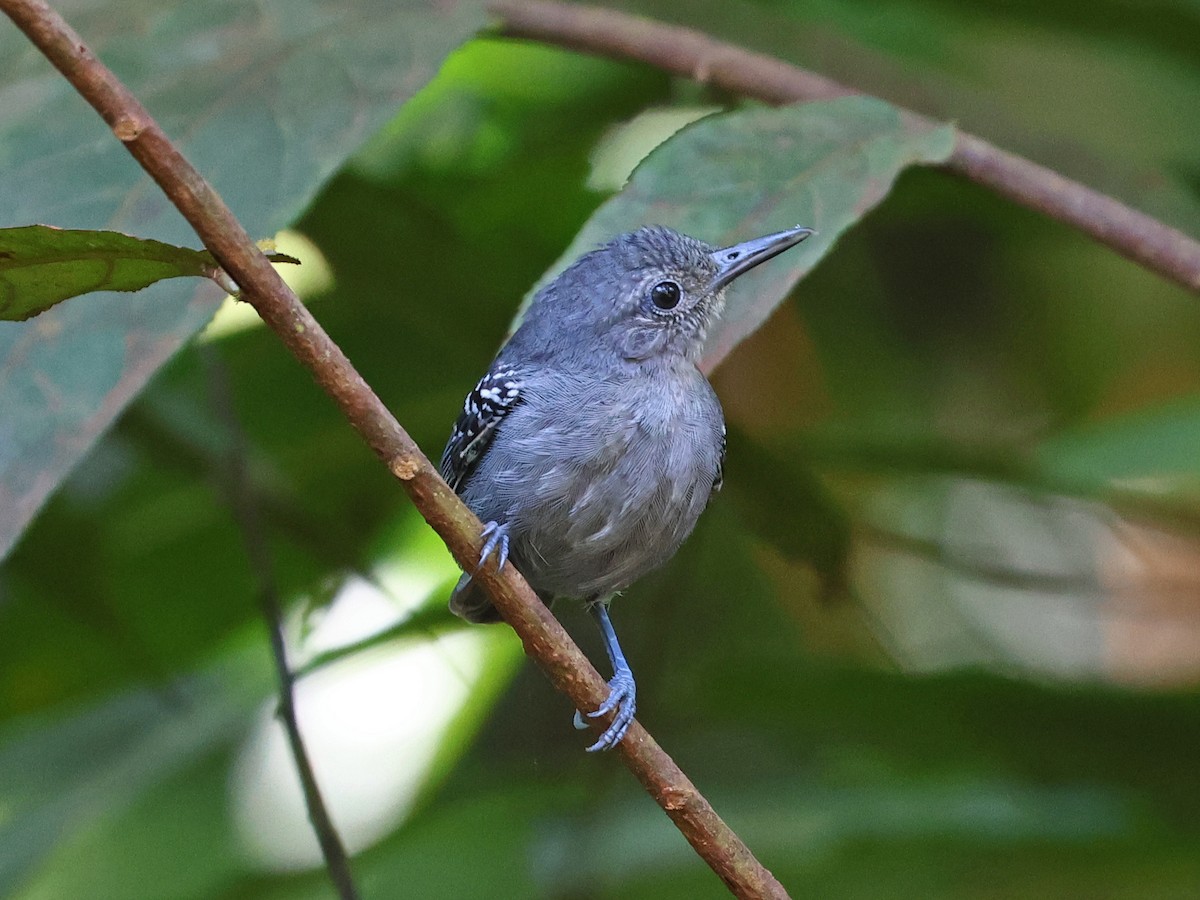 gråmaursmett - ML643911343