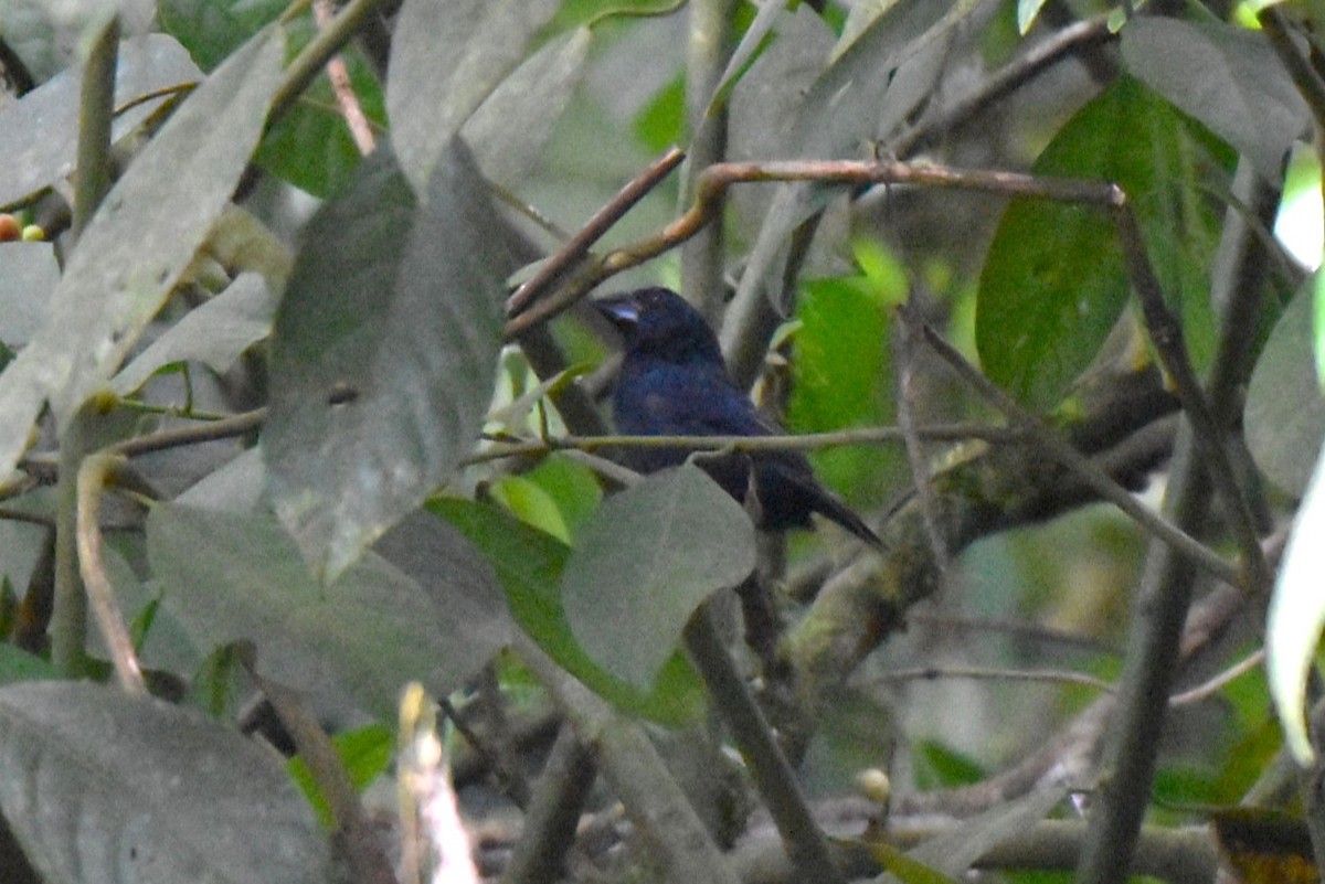 Meksika Çivit Kocabaşı - ML643911376