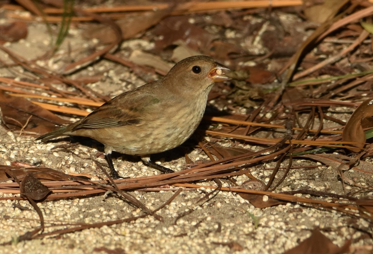 Indigo Bunting - ML643911381