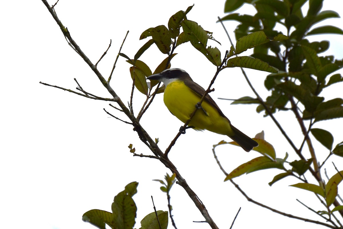 Boat-billed Flycatcher - ML643911387