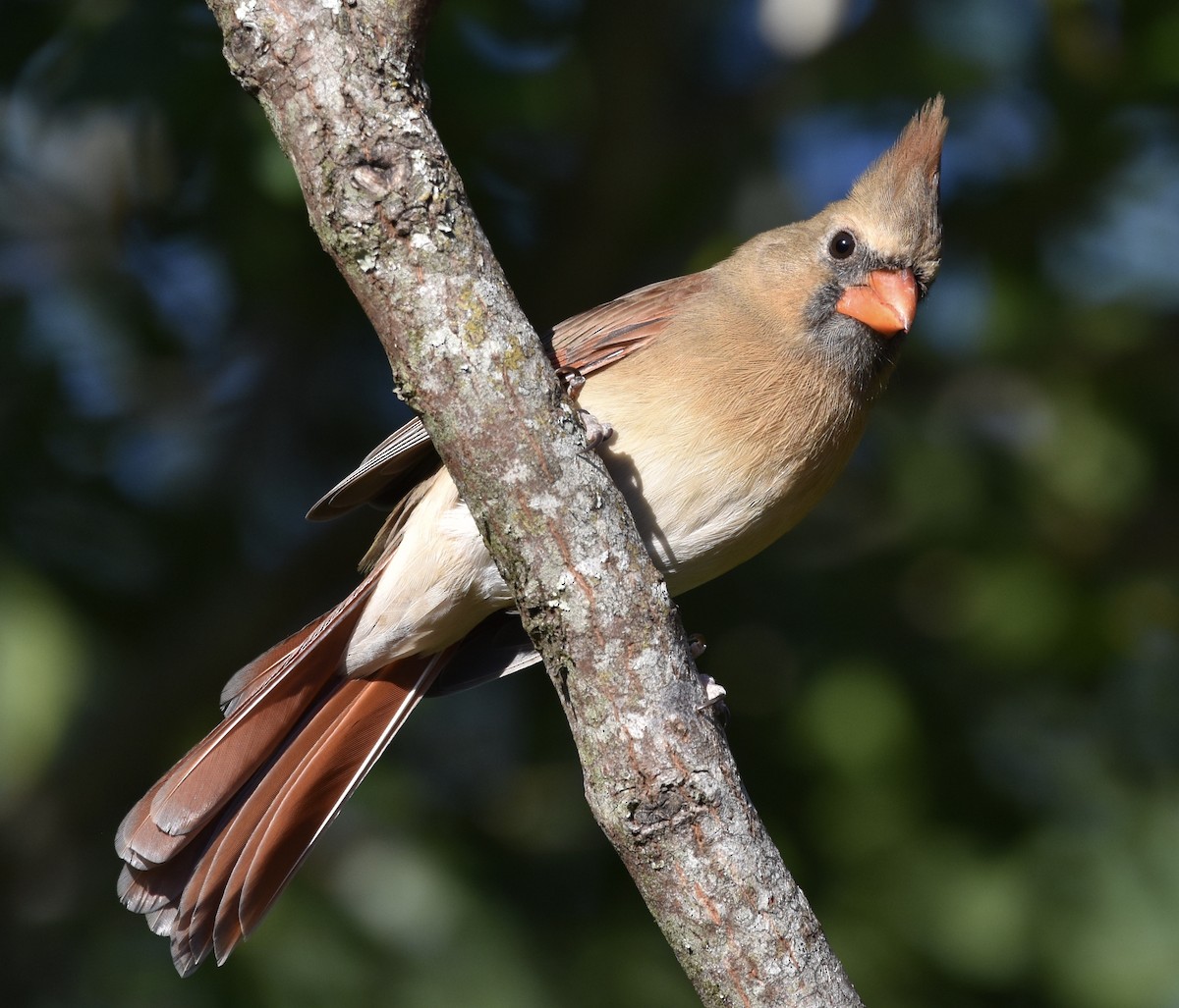 Northern Cardinal - ML643911417