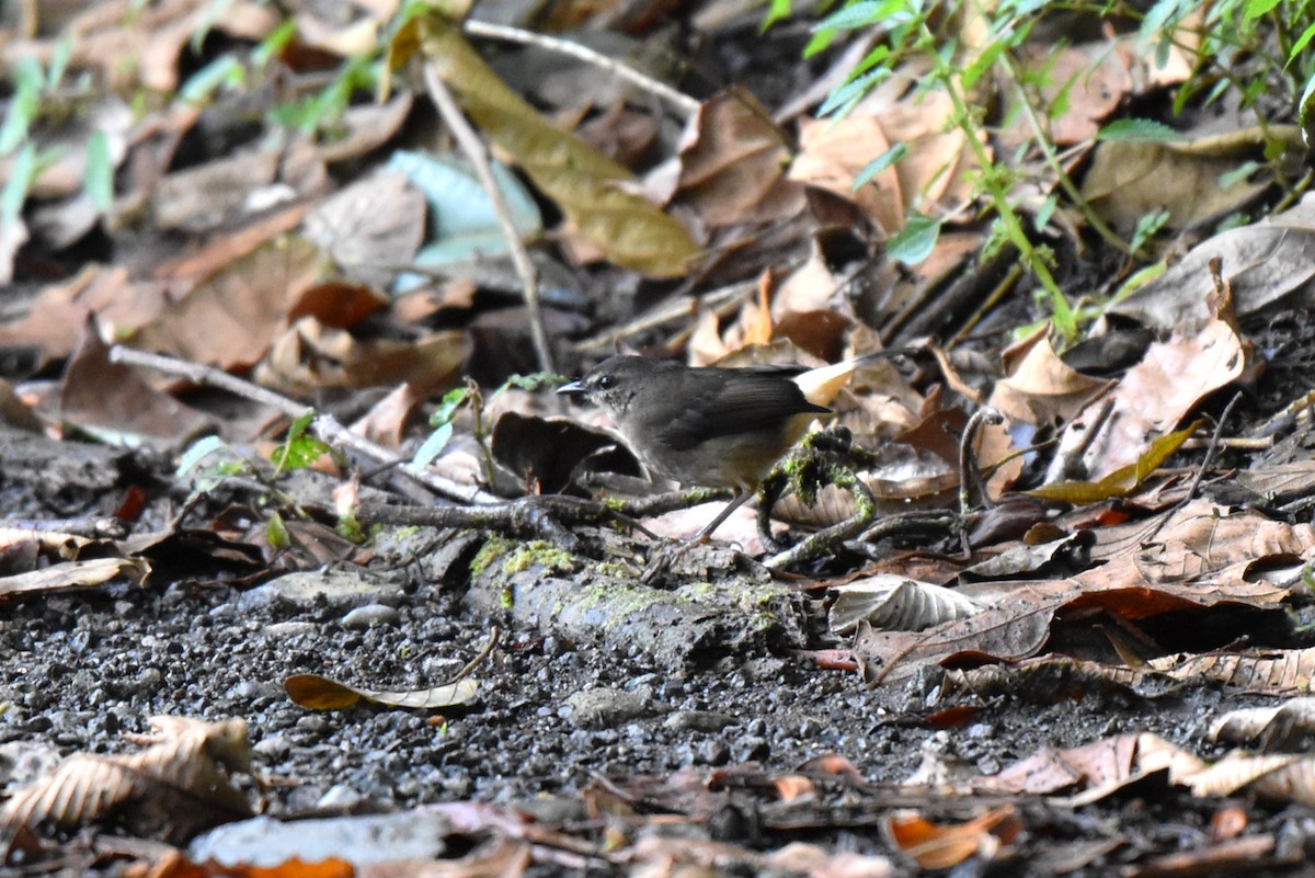 Buff-rumped Warbler - ML643911418