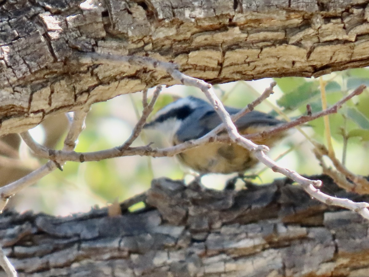 Канадский поползень - ML643911430