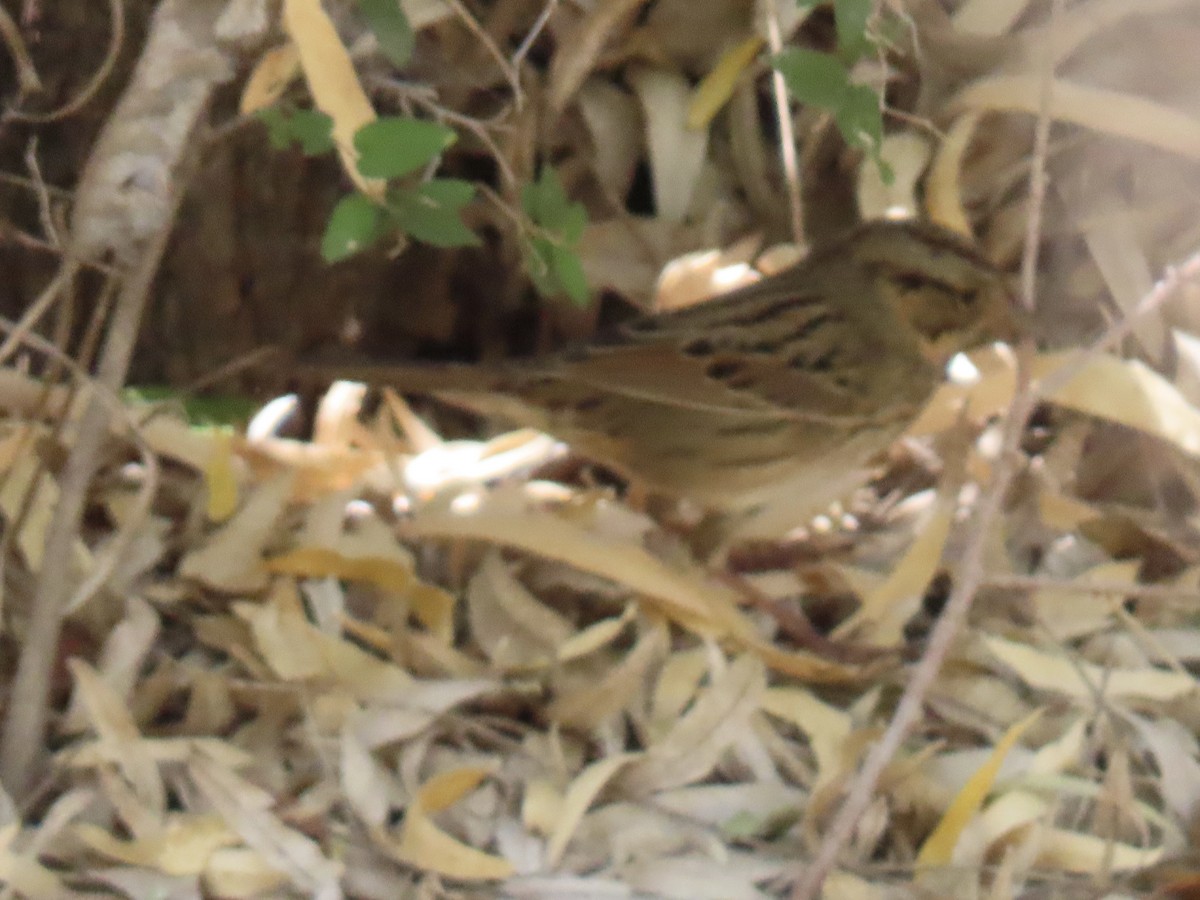 Еловая овсянка - ML643911442