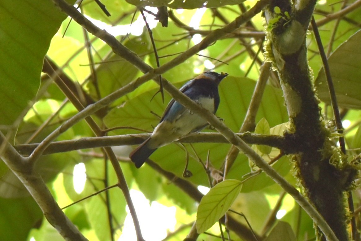 Golden-hooded Tanager - ML643911444