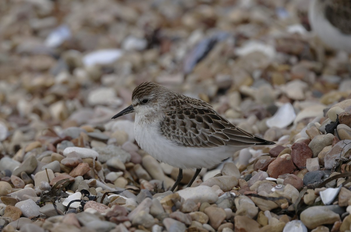 Semipalmated Sandpiper - ML643911446