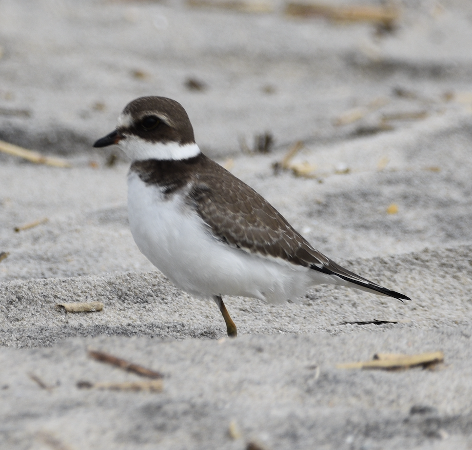 Semipalmated Plover - ML643911447
