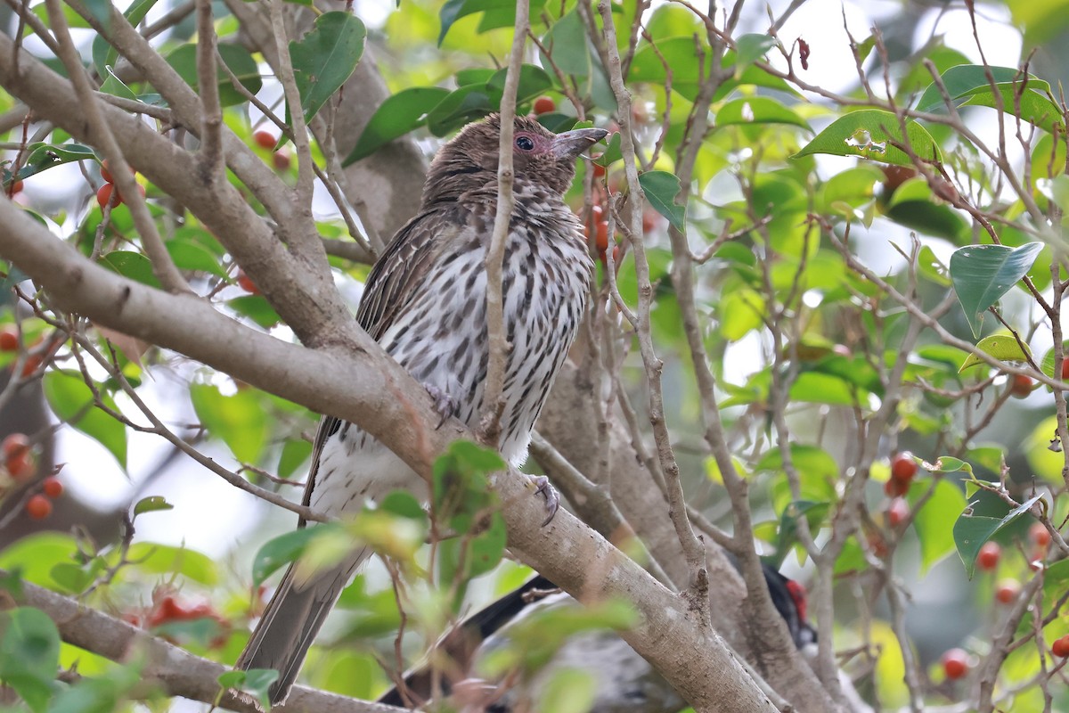 Australasian Figbird - ML643911450