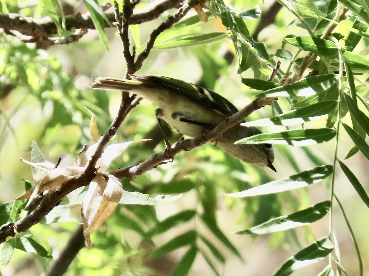 Рубиноголовый королёк - ML643911451