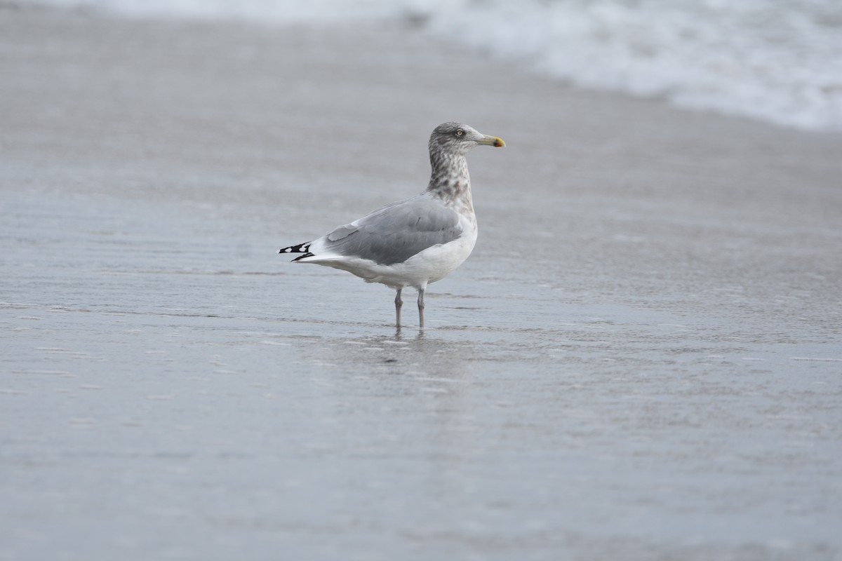 American Herring Gull - ML643911459