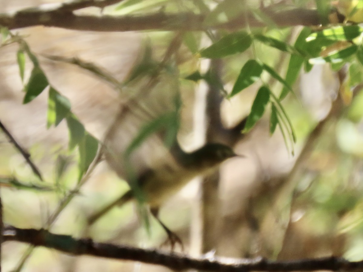 Рубиноголовый королёк - ML643911461