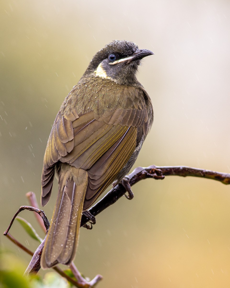 Lewin's Honeyeater - ML643911485