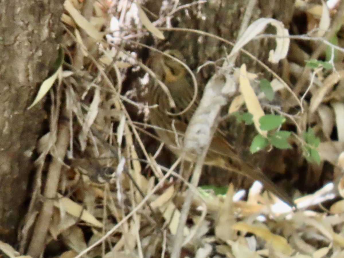 Еловая овсянка - ML643911494