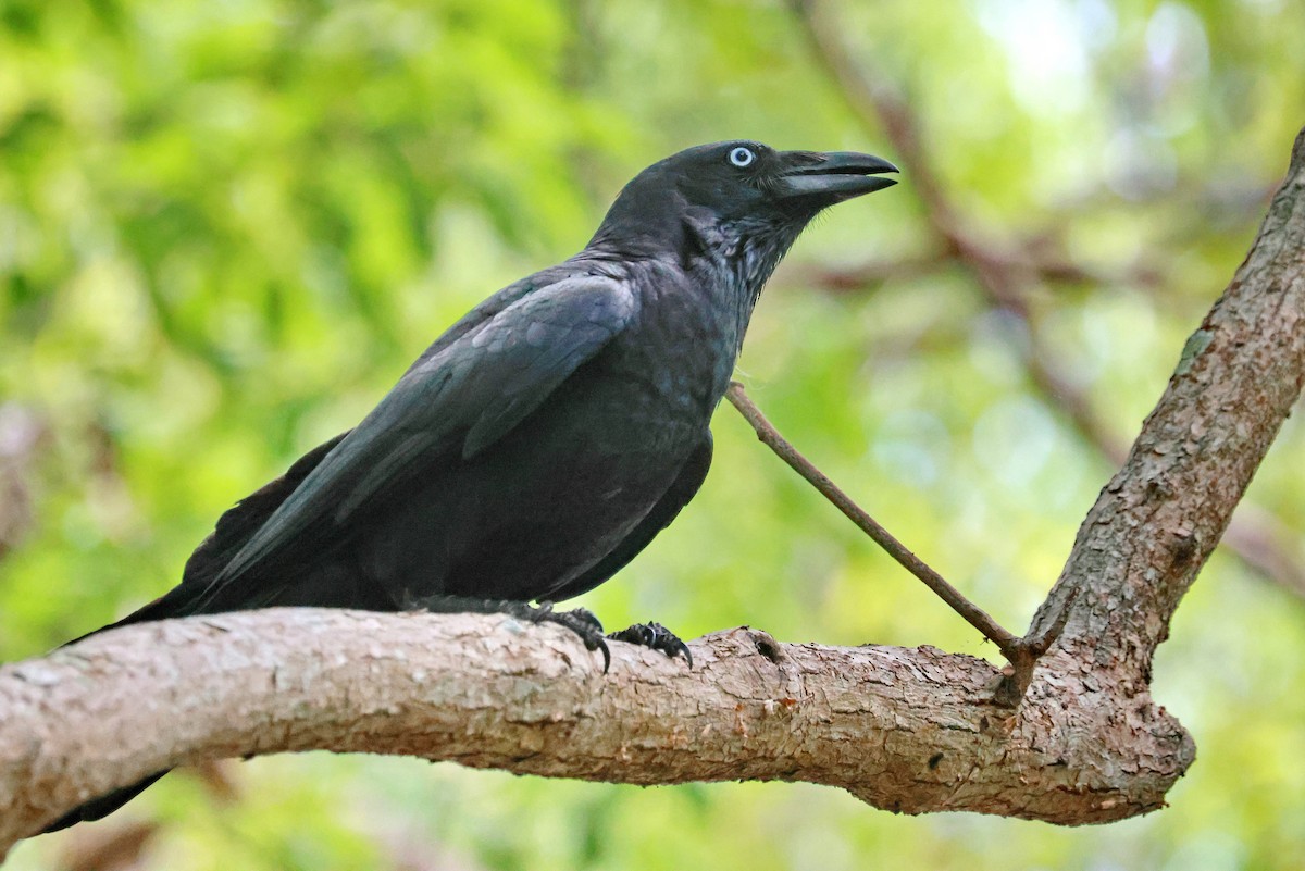 Torresian Crow - ML643911496