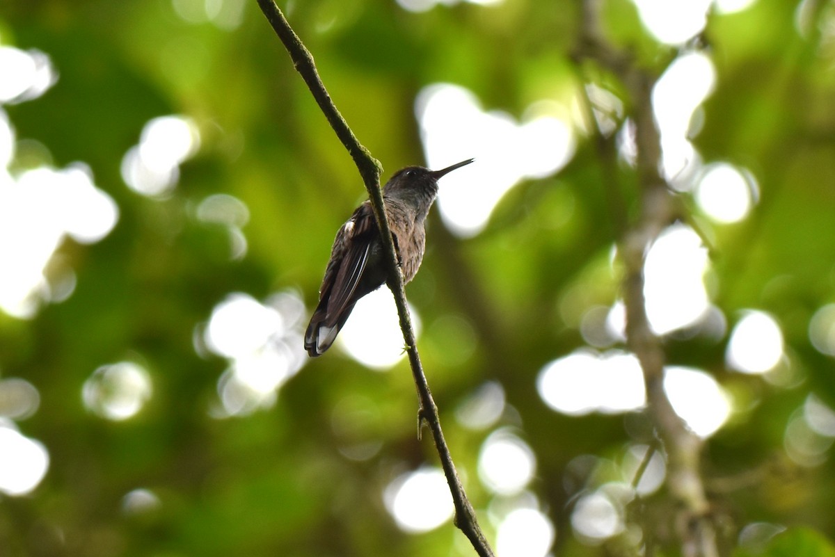 Scaly-breasted Hummingbird - ML643911518